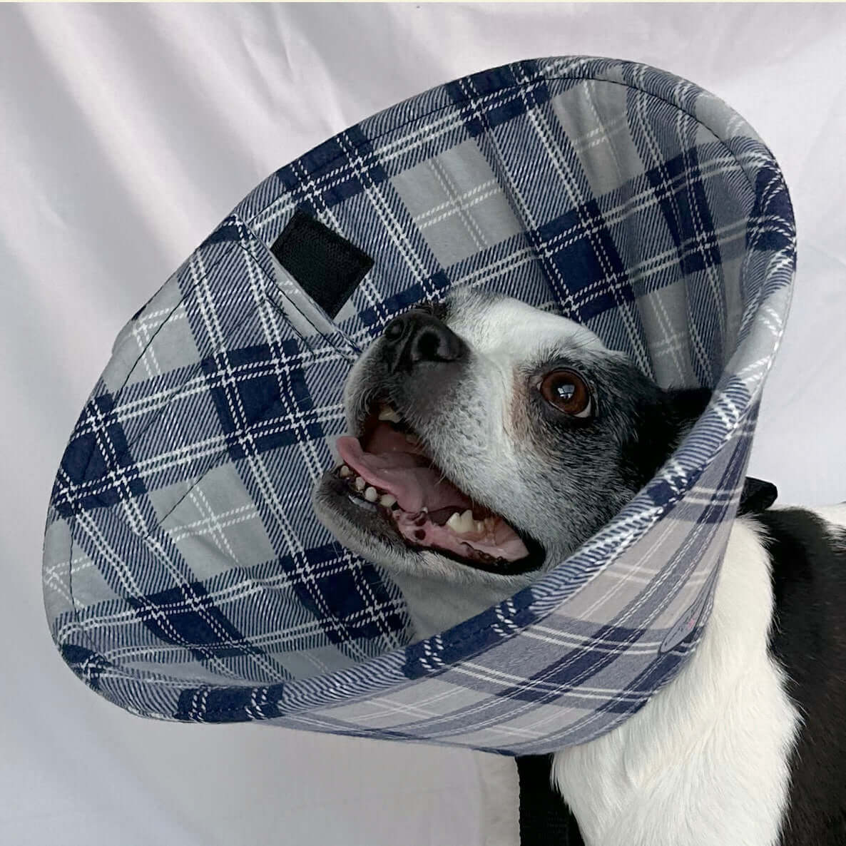 Dog in a soft foam flannel recovery cone in gray and blue plaid pattern.