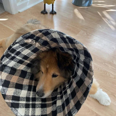 Dog wearing a soft cone