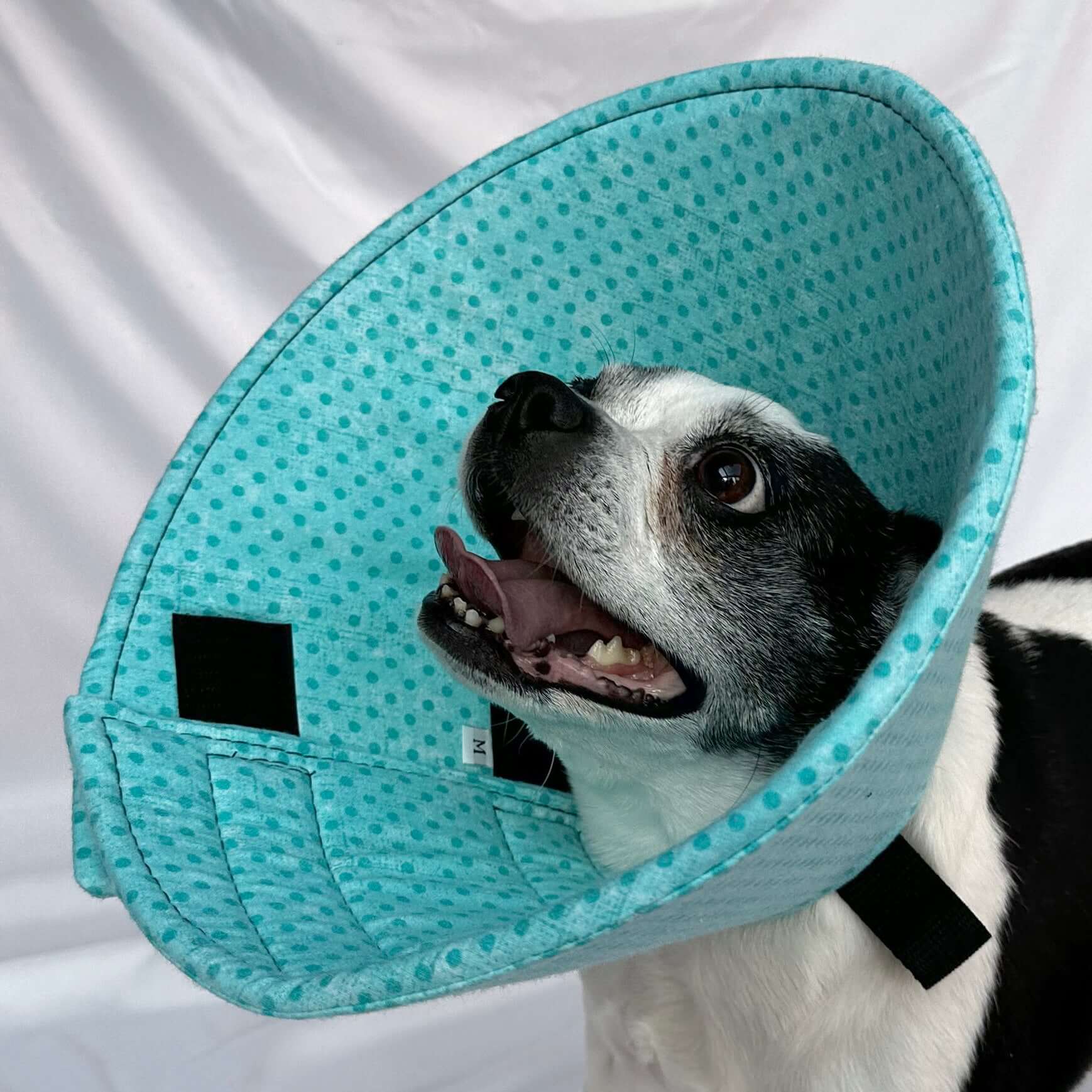 Dog in a soft foam flannel recovery cone in a polka dot pattern.