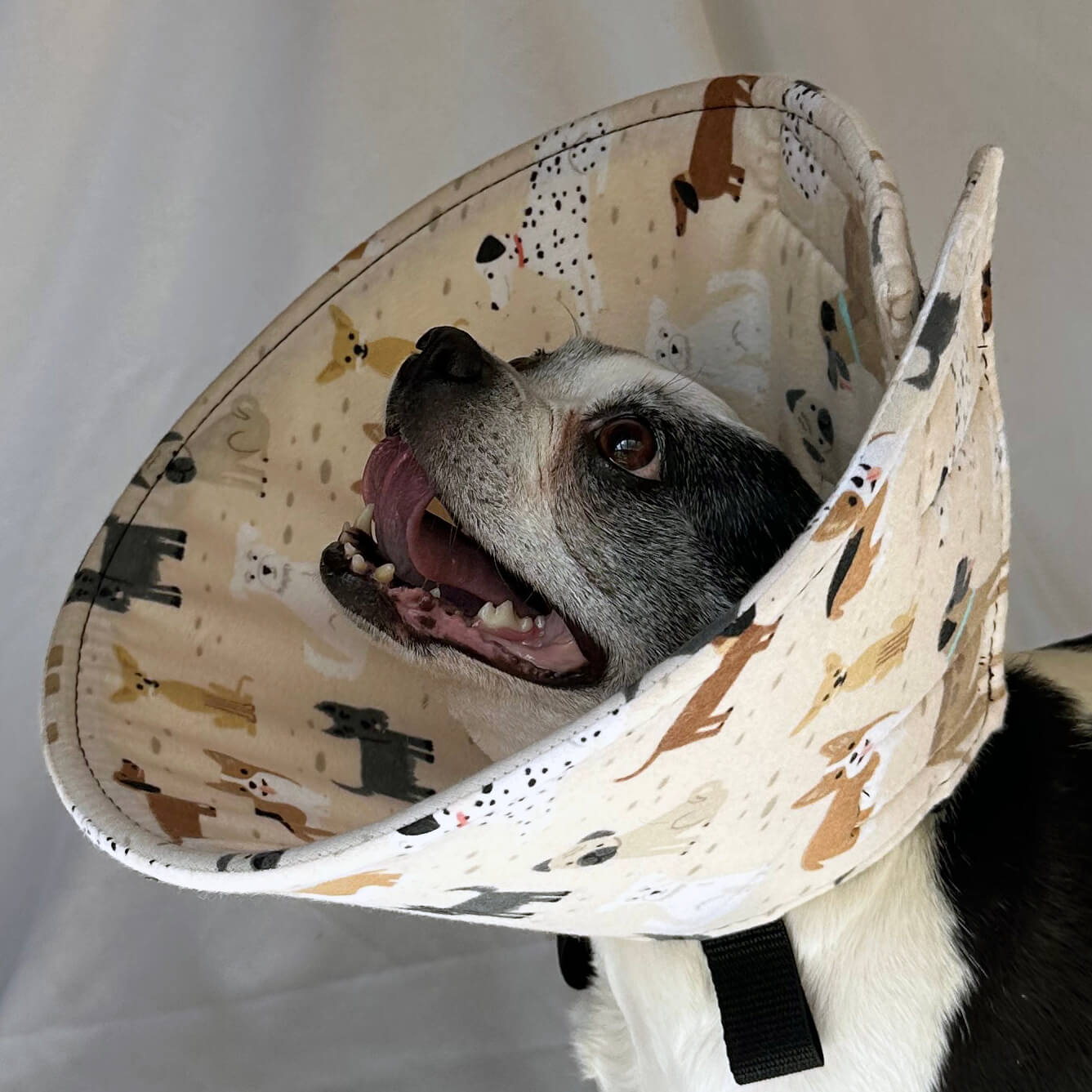 Dog Park - Flannel & Foam Soft Dog Cone