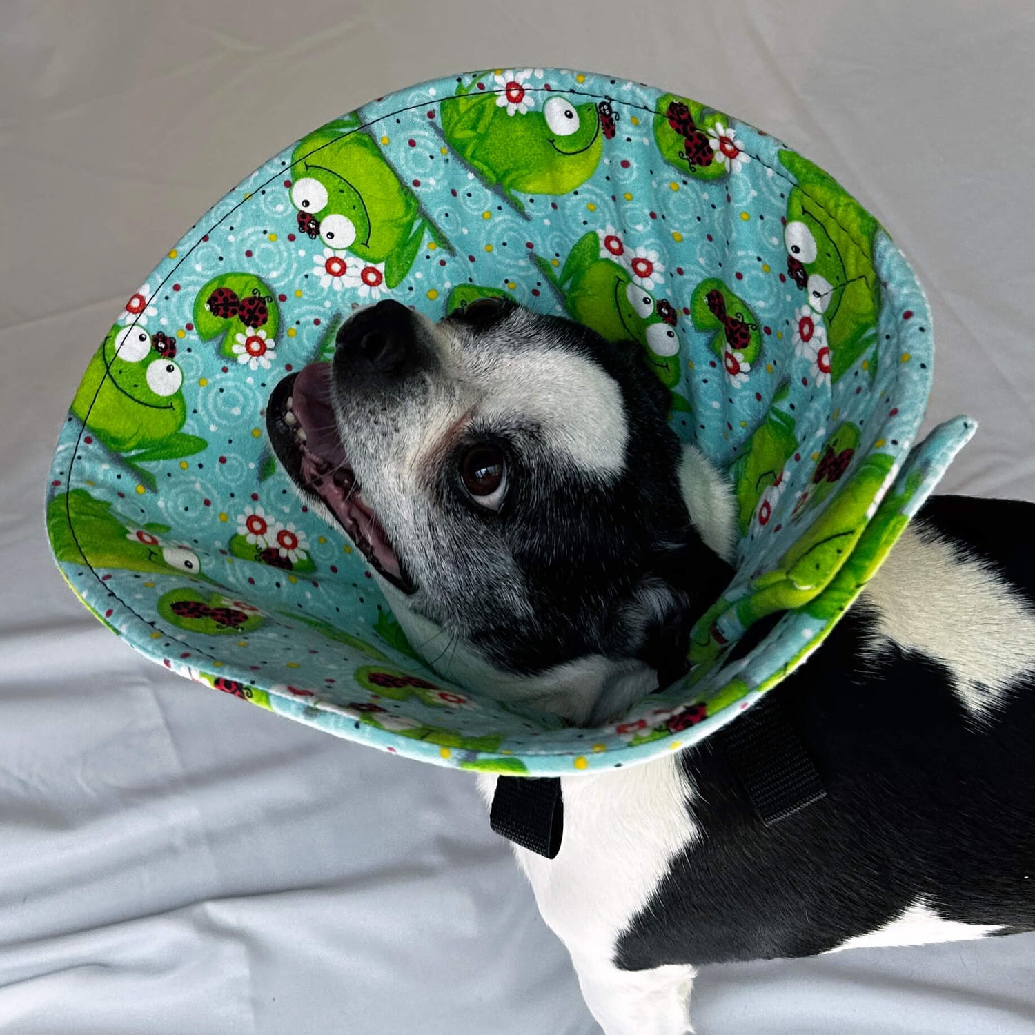 Frogs - Flannel & Foam Soft Dog Cone