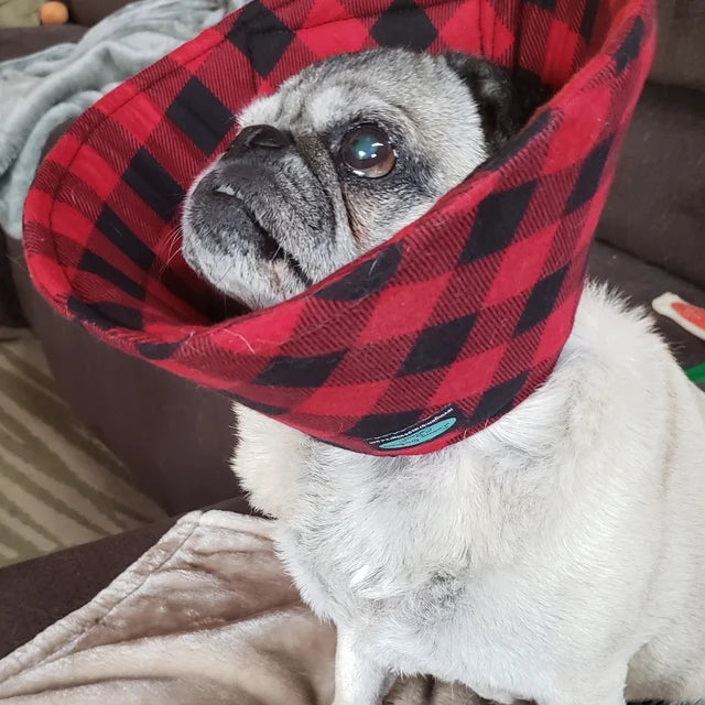 Pug wearing a plaid soft collar
