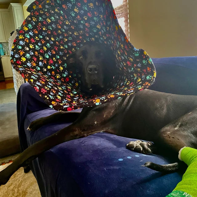 Black dog wearing a soft collar